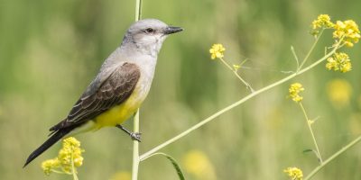 Missouri Birds