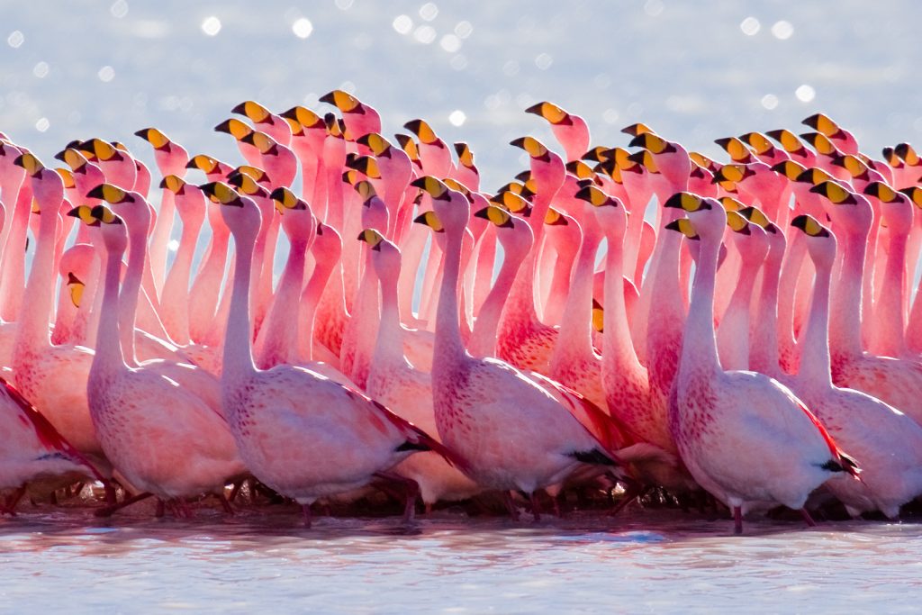 Flamingo