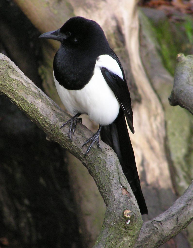 Magpie Bird