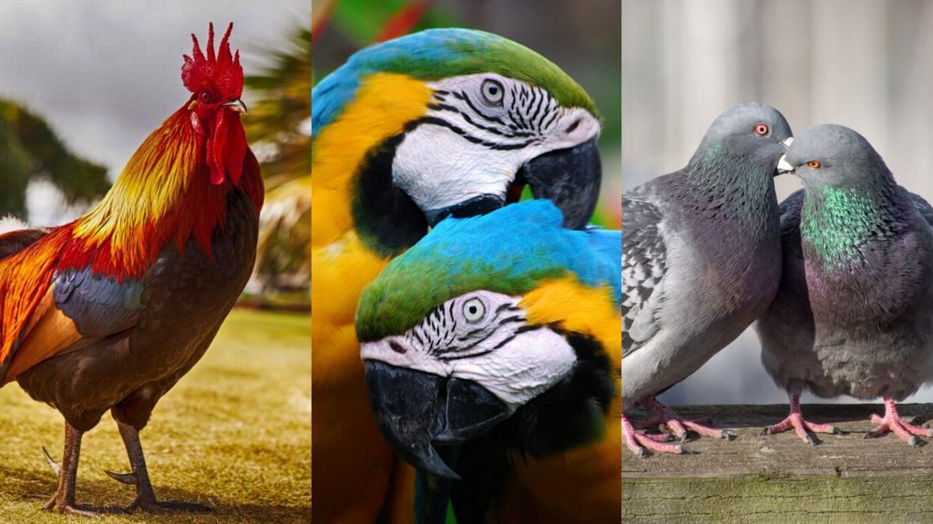 A Rooster , Parrots , and Pigeons