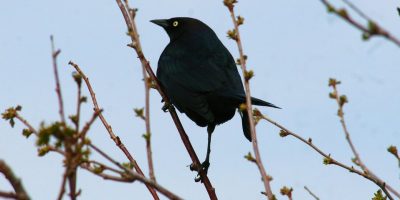 Black Birds
