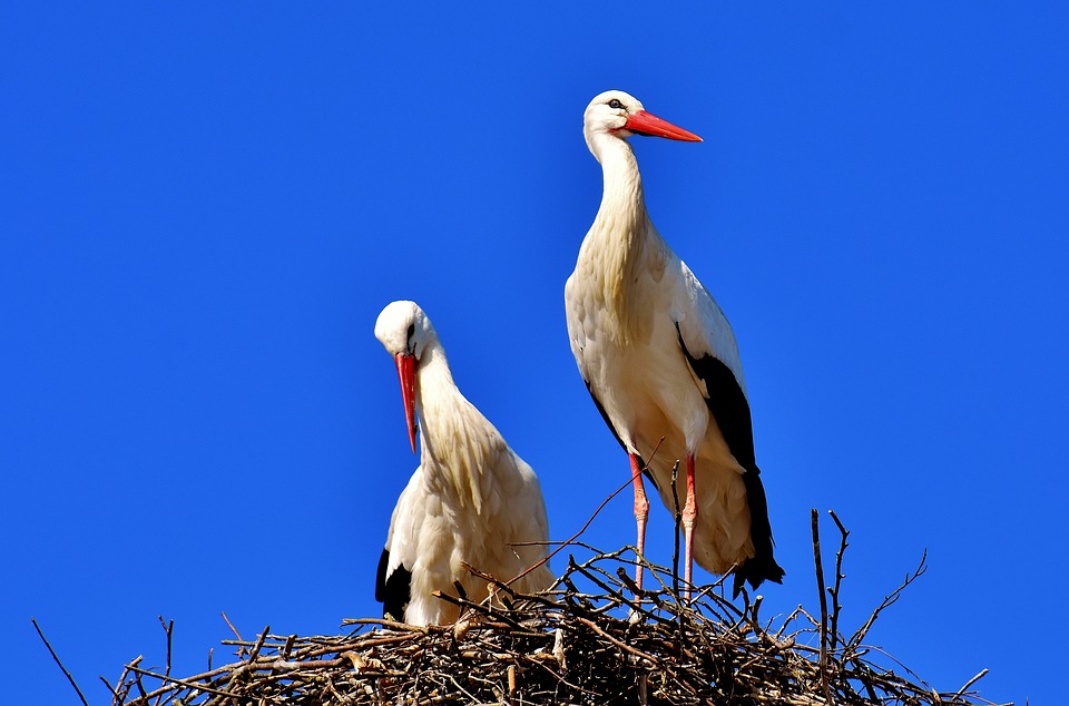 Storks