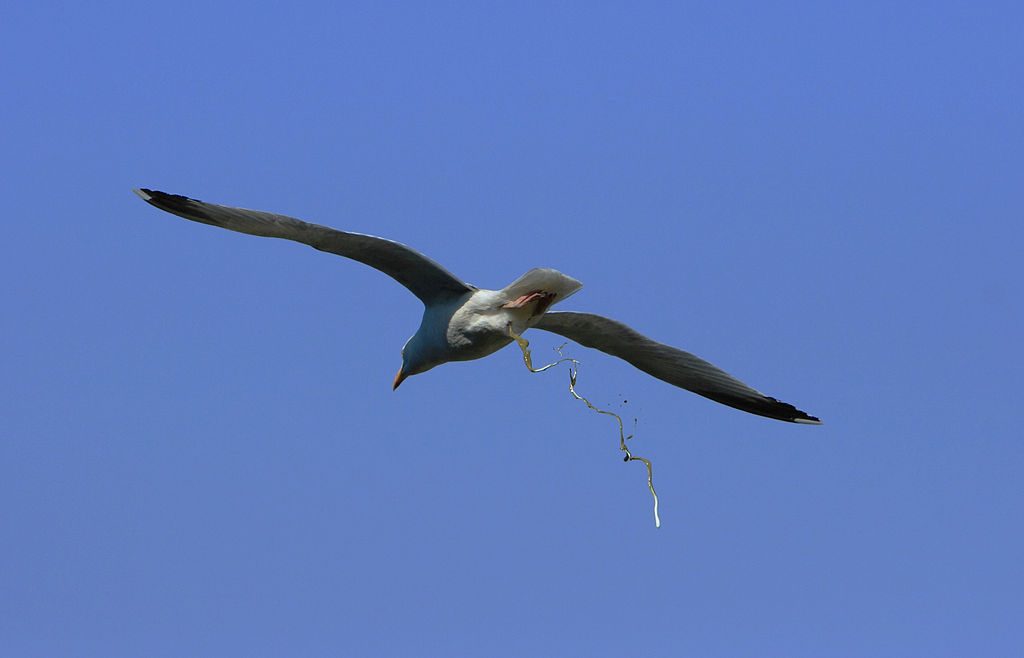 Bird symbolism