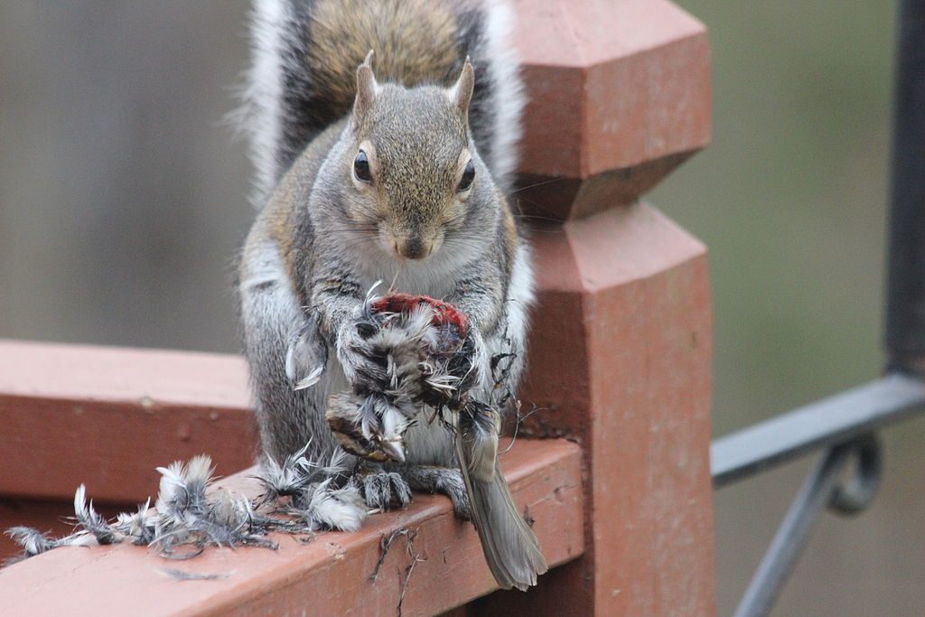 Do Squirrels Eat Birds? Are They Potential Bird Predators?