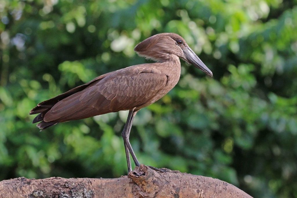 Bolt Into Action With These Must Know Lightning Bird Facts