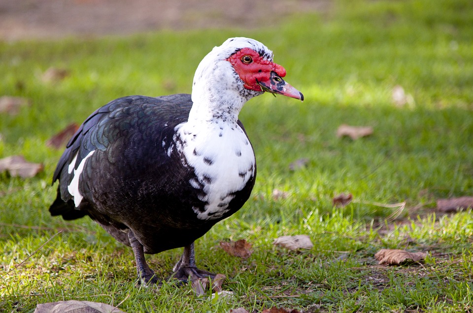 White Ducks With Red On Face