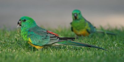 Amazing Must-Know Facts About The Curious and Colorful Red Rump Parakeet