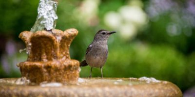 Top 10 Heated Bird Bath Available on the Market Today - 2020 Reviews & Buying Guide