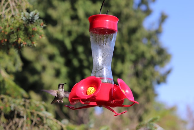 Hummingbird Feeder