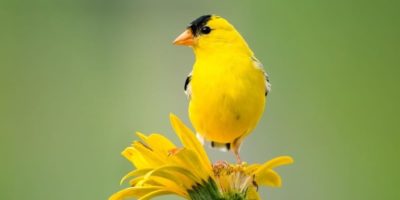 Yellow Bird Perched on Yellow Flower
