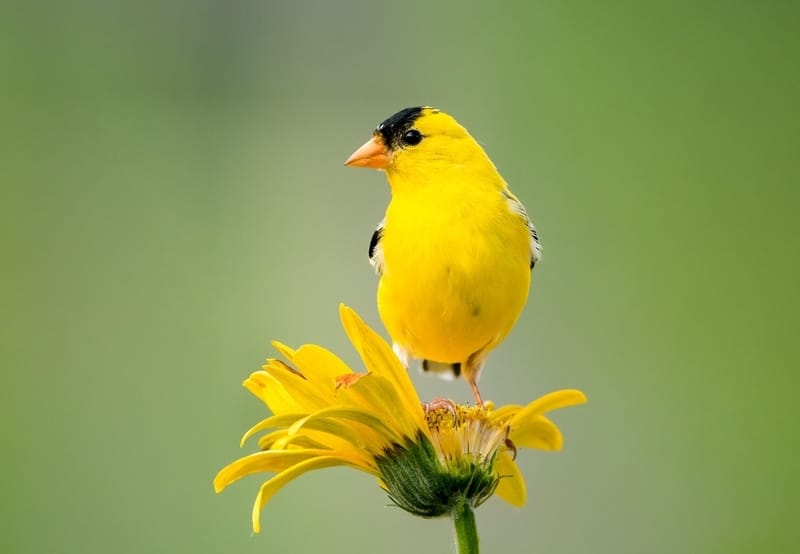 Yellow Bird Perched on Yellow Flower