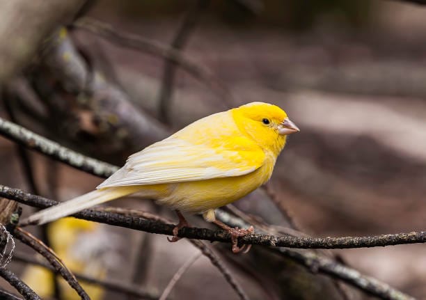 Discover the vibrant world of 20 petite yellow birds you need to have on your radar in 2023