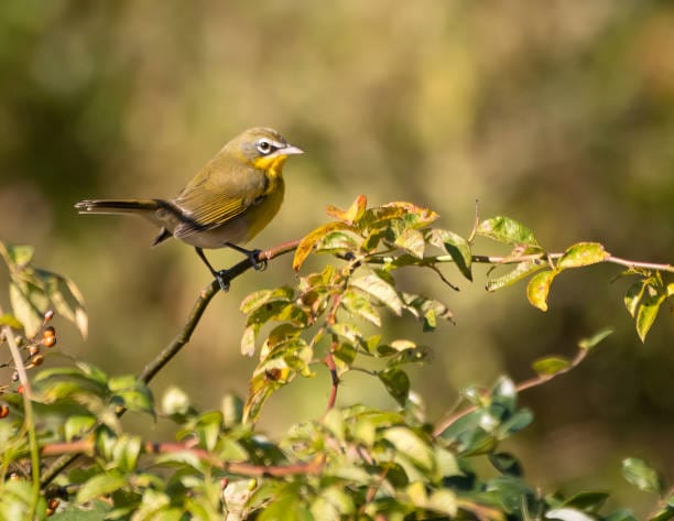 Discover the vibrant world of 20 petite yellow birds you need to have on your radar in 2023