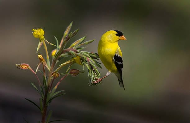 American Goldfinch