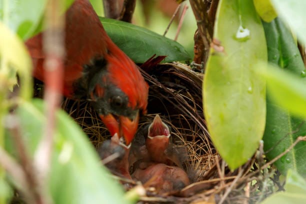 father and baby cardinal