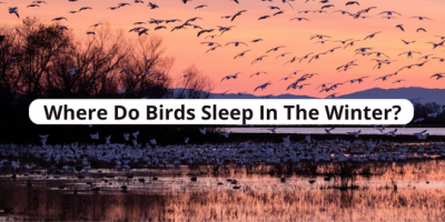 Where Do Birds Sleep In The Winter