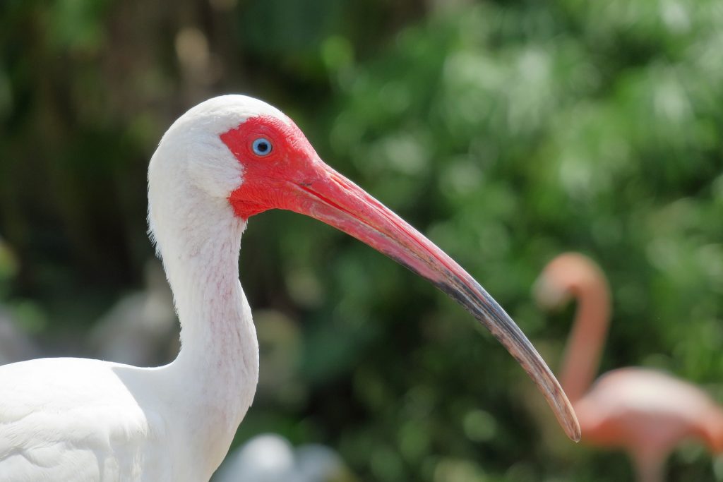 white-birds-in-florida-with-long-beaks