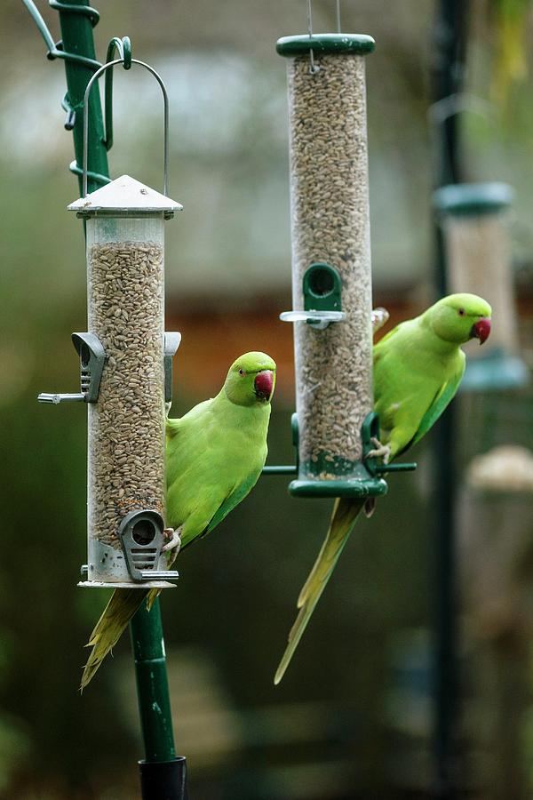 tube bird feeder