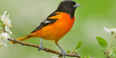 oriole-image