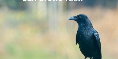 Can Crows Talk