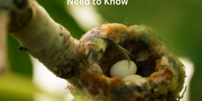 Hummingbird Eggs