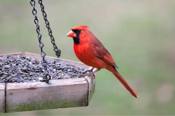 Male Cardinal Relationship with humans