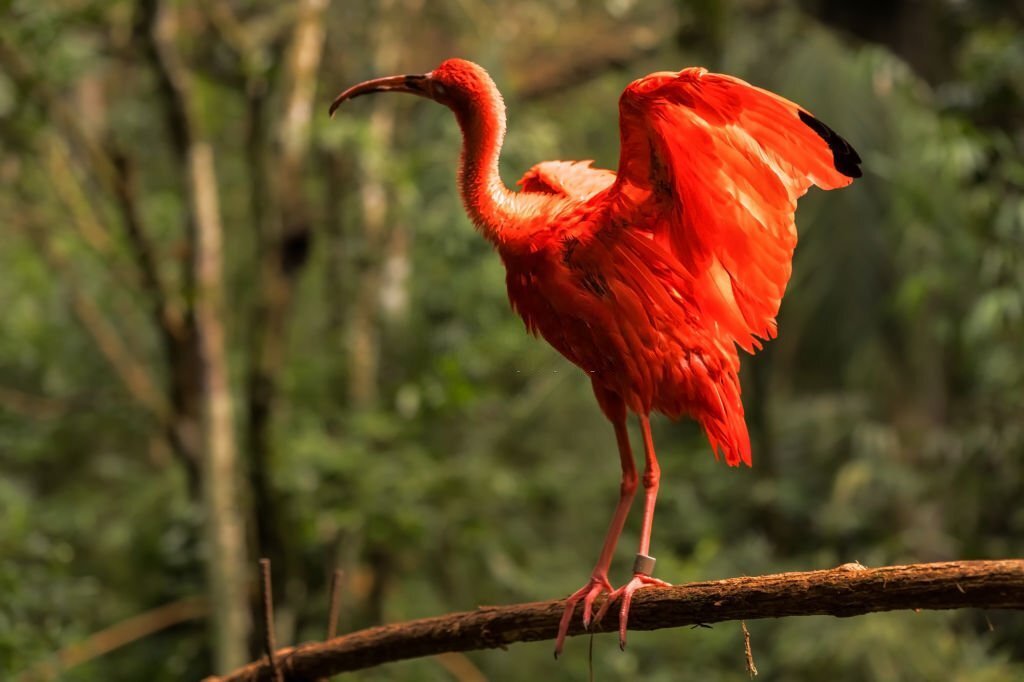 Eudocimus ruber, the IBIS bird red in Brazil.