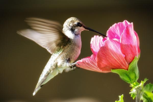 do hummingbirds love nectar