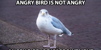 angry bird is not angry