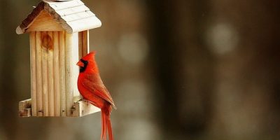 Birdhouse
