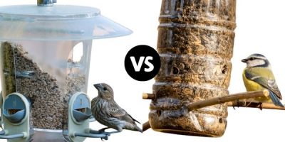 bird feeder camera