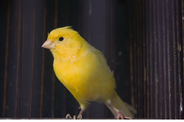What are Yellow Birds in Michigan?