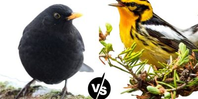black bird with orange wings