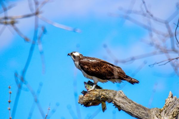 Nesting Habits of Hawk and Eagle