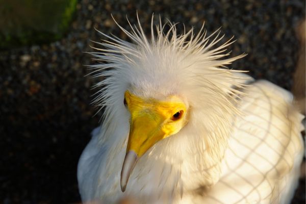 Vocalization of Hawk and Eagle