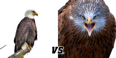 hawk vs eagle