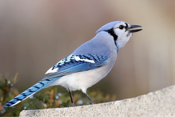 Do blue jays squawk?