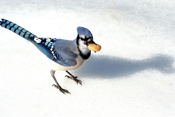 What do baby blue jays eat?