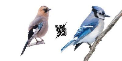 what do blue jays eat
