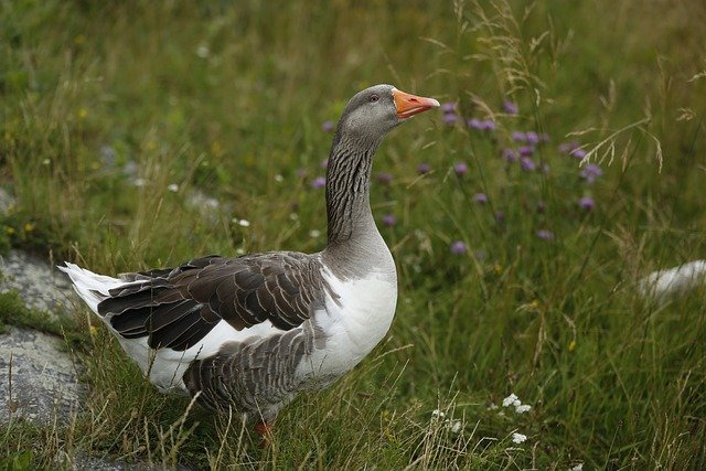 raising geese