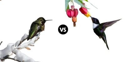where do hummingbirds go in the winter