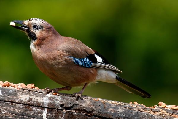 what do bluebirds eat?