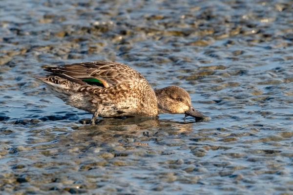 Green-Winged Teal