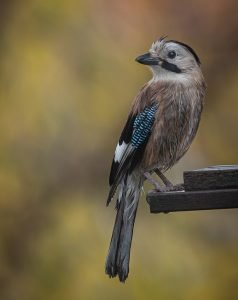 birdwatching