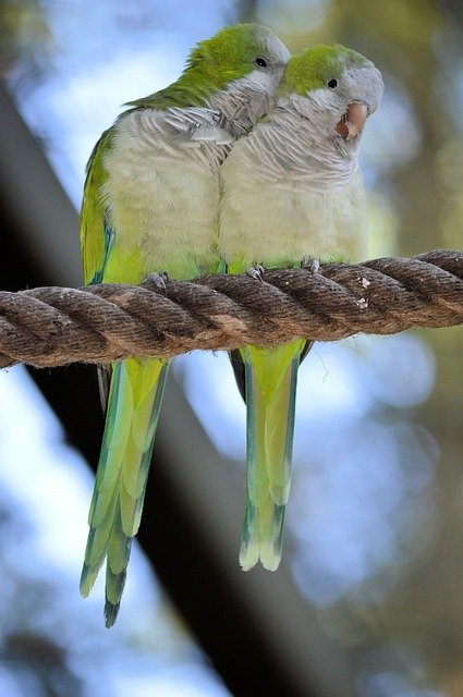 pet bird