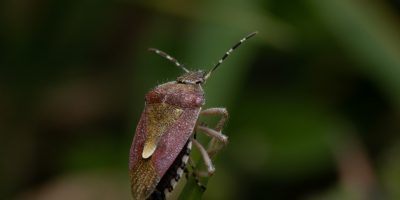 stink-bug-image