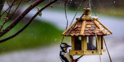feeders pole