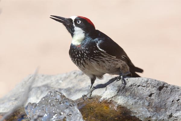 Acorn Woodpecker