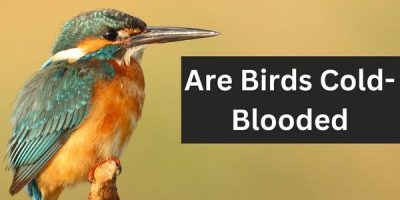 Are Birds Cold-Blooded