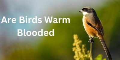 Are Birds Warm Blooded